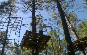 Les trés jeunes pousses ...