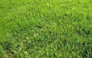 Bravo les jardiniers .....