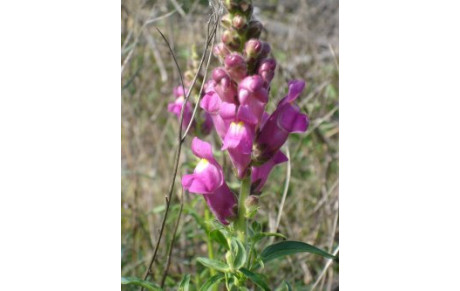 Le CAB PAYS D'ORB  en deuil  .....