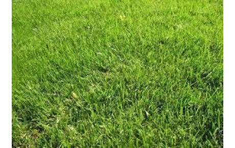 Bravo les jardiniers .....