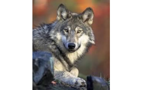 Déplacement à Mende ....