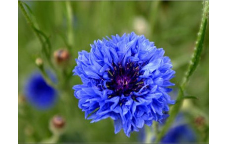 11 novembre 1918 / 2018